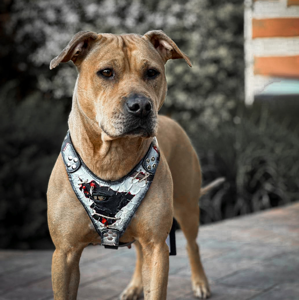 The “Dragon's Eye” Harness LIMITED! - Tampa Home & Garden Store