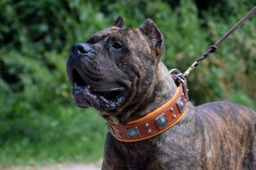 The "Eros" collar 2.5 inch wide Brown - Tampa Home & Garden Store