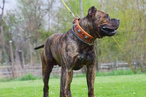 The "Eros" collar 2.5 inch wide Brown - Tampa Home & Garden Store