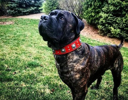 The "Eros" collar 2.5 inch wide RED - Tampa Home & Garden Store