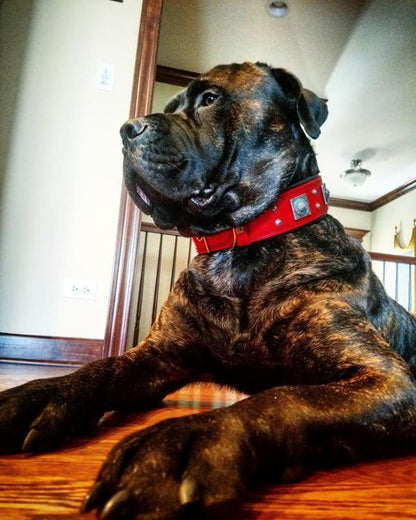 The "Eros" collar 2.5 inch wide RED - Tampa Home & Garden Store
