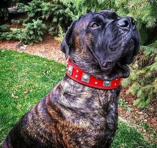 The Eros collar 2.5 inch wide RED XL — neck 22.6–26.6 in (57.5–67.5 cm) / Set-Collar&Leash