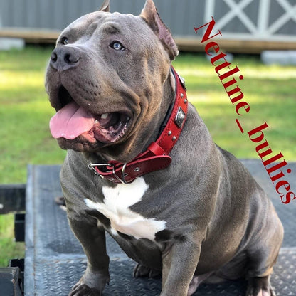 The "Eros" collar 2.5 inch wide RED - Tampa Home & Garden Store