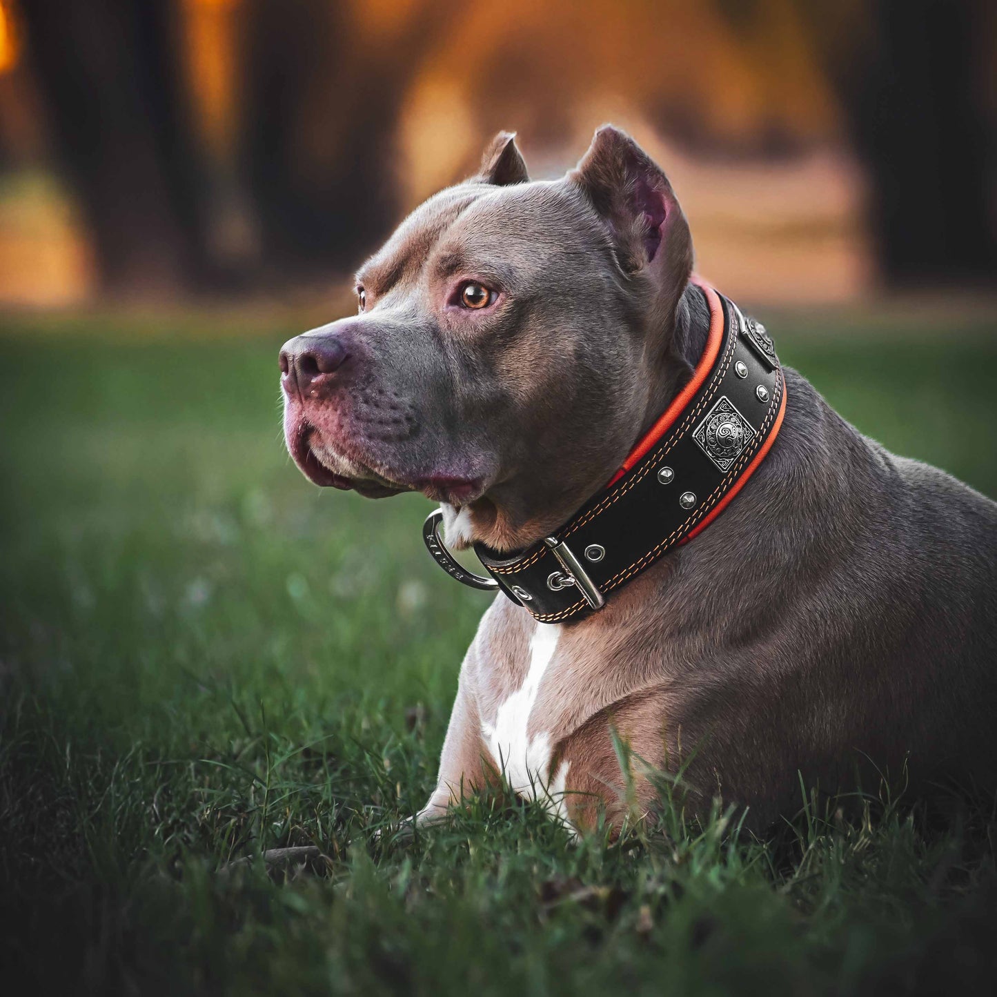 The "Eros" collar 2.5 inch wide black & orange - Tampa Home & Garden Store