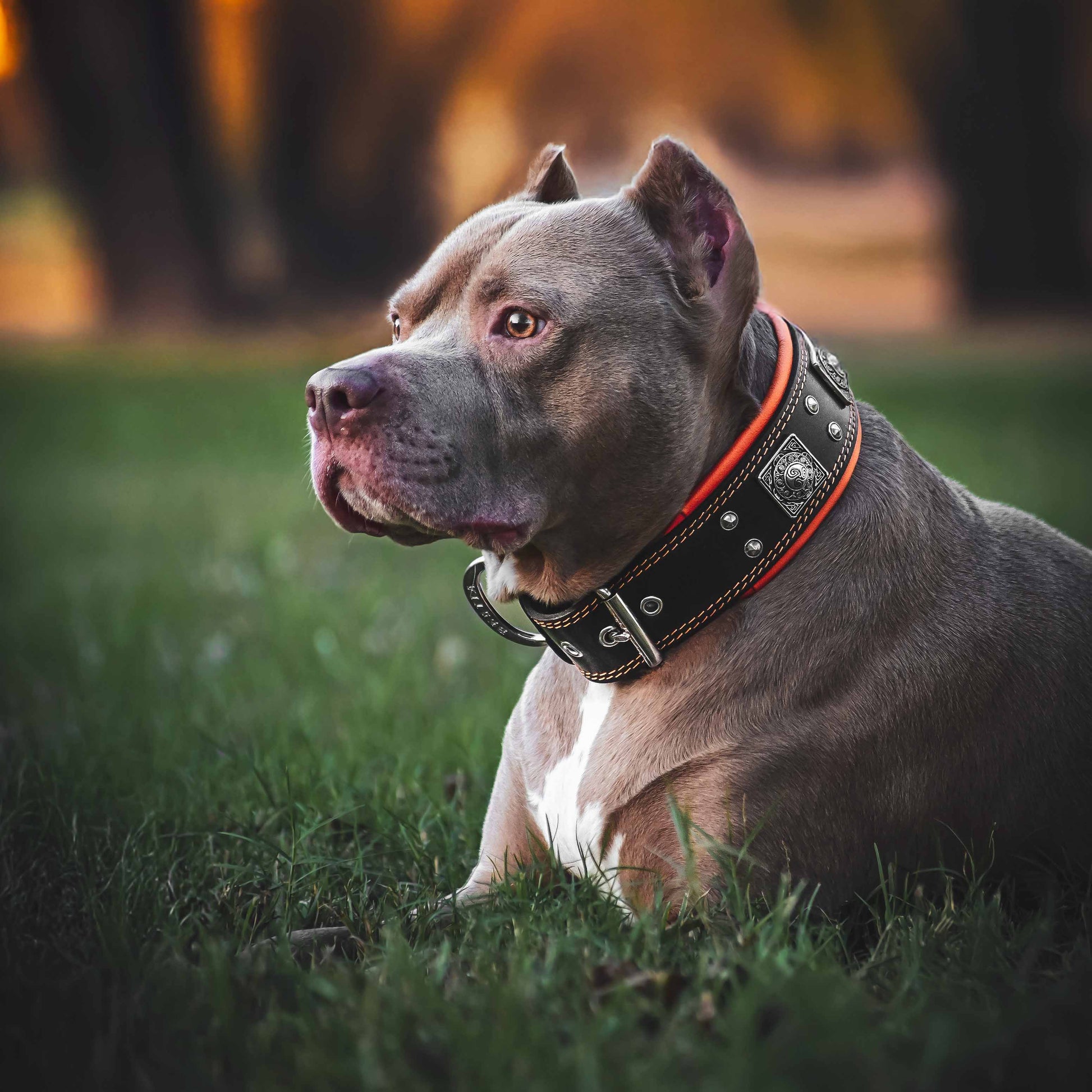The "Eros" collar 2.5 inch wide black & orange - Tampa Home & Garden Store