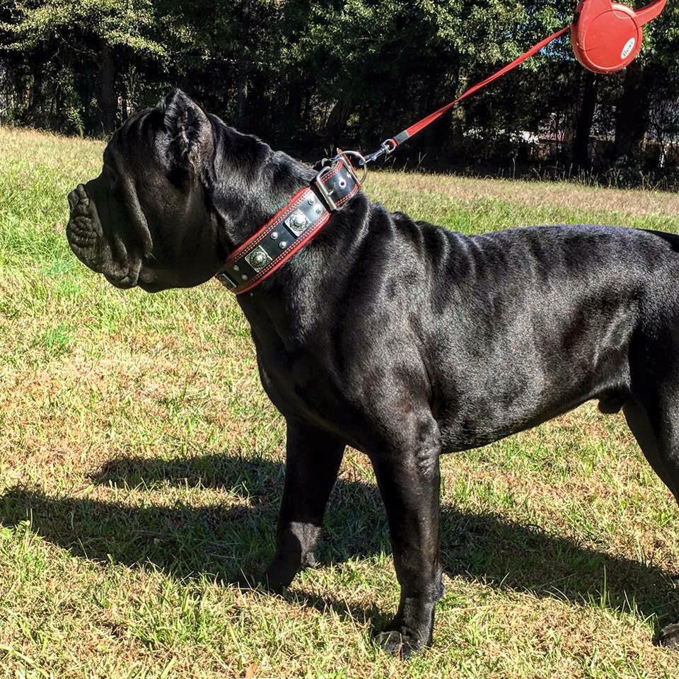 The "Eros" collar 2.5 inch wide black & red - Tampa Home & Garden Store