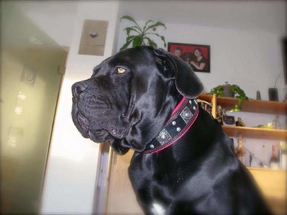 The "Eros" collar 2.5 inch wide black & red - Tampa Home & Garden Store