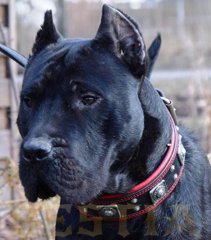 The "Eros" collar 2.5 inch wide black & red - Tampa Home & Garden Store