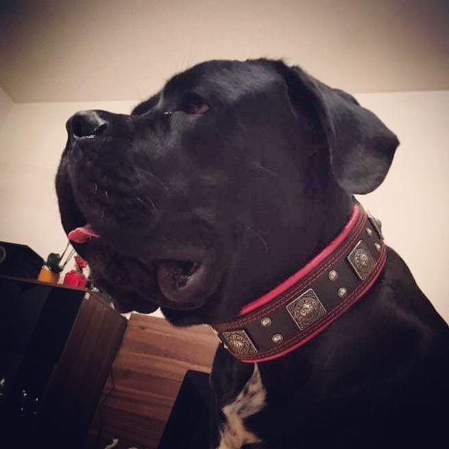 The "Eros" collar 2.5 inch wide black & red - Tampa Home & Garden Store
