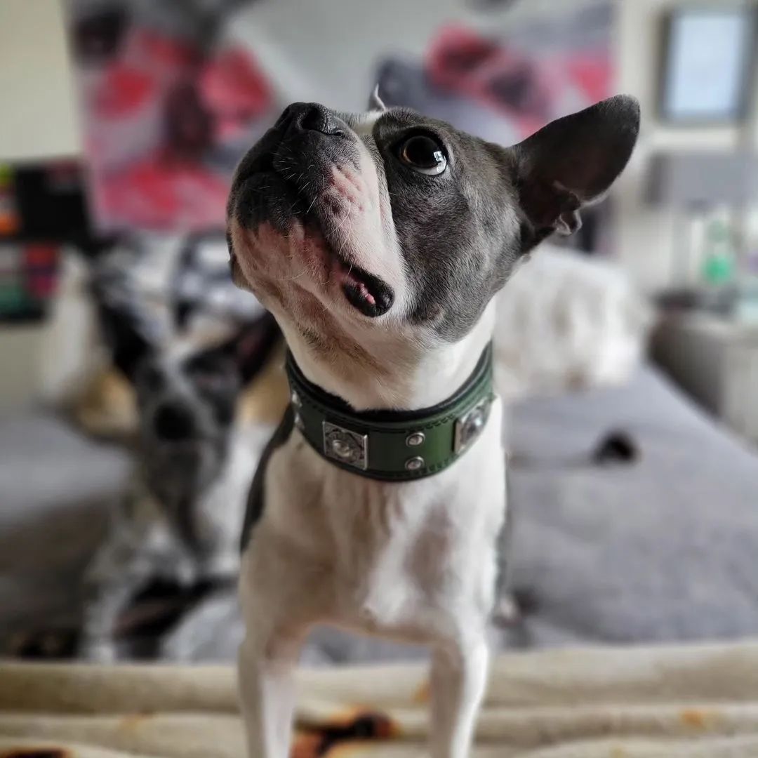 The "Eros" collar 2 inch wide Green - Tampa Home & Garden Store
