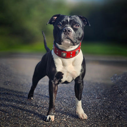 The "Eros" collar 2 inch wide Red - Tampa Home & Garden Store