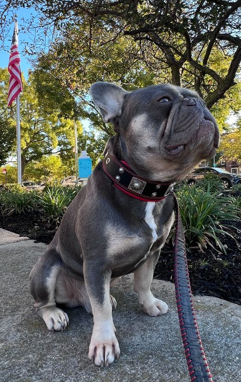 The "Eros" collar 2 inch wide - Tampa Home & Garden Store