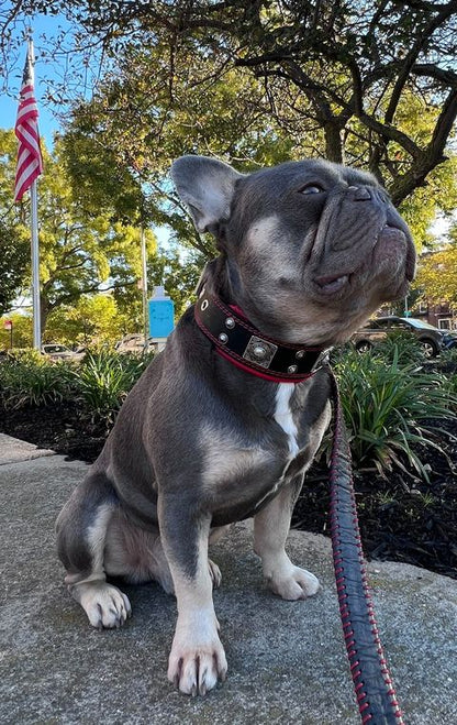 The "Eros" collar 2 inch wide - Tampa Home & Garden Store