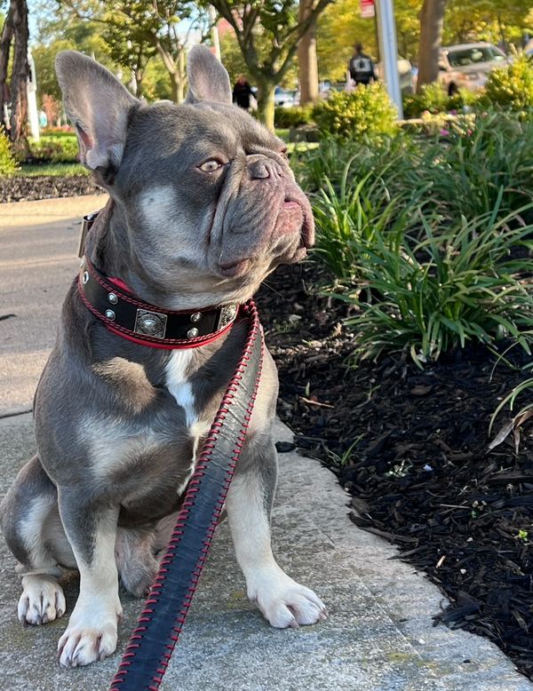 The "Eros" collar 2 inch wide - Tampa Home & Garden Store