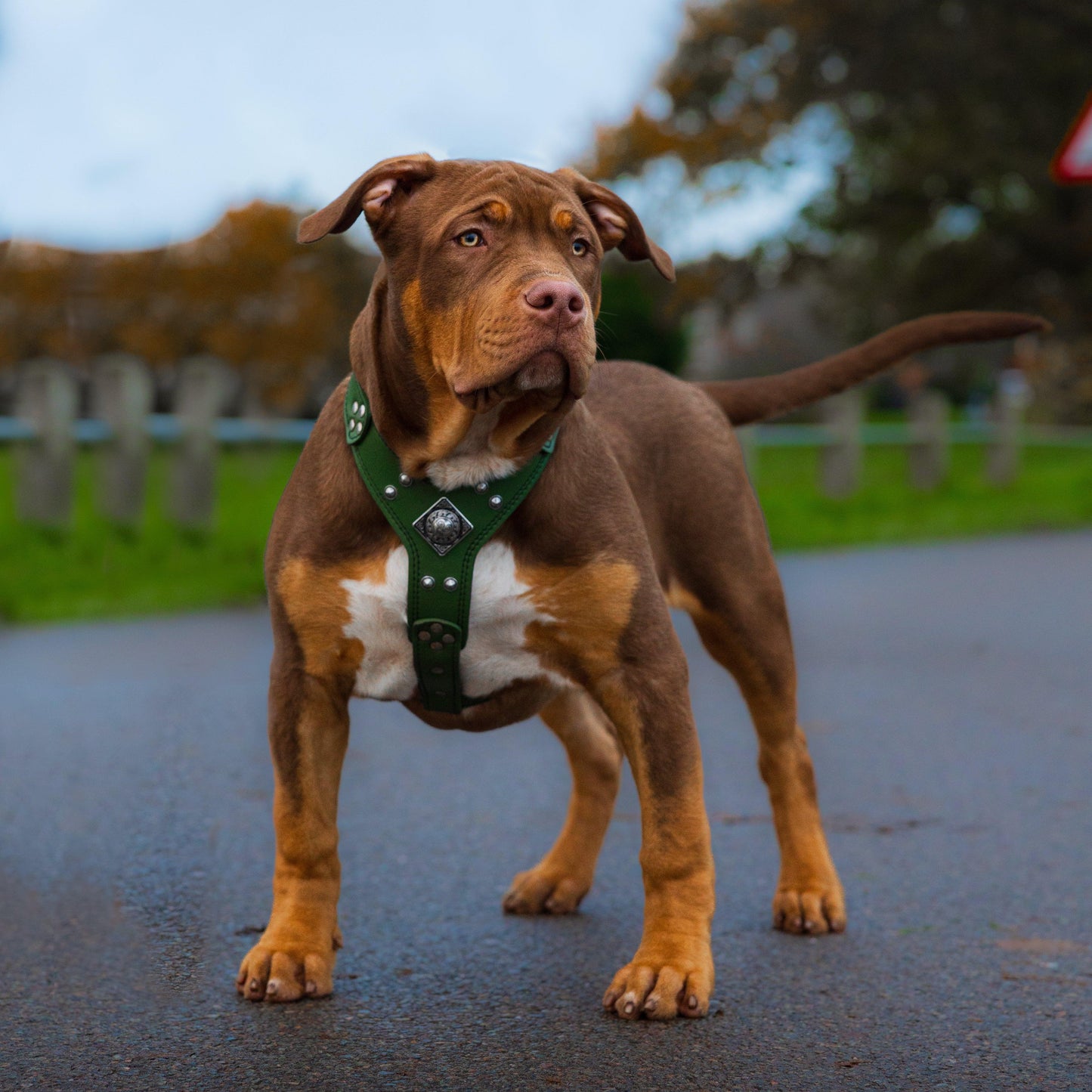 The ''Eros'' harness Green Small to Medium Size - Tampa Home & Garden Store