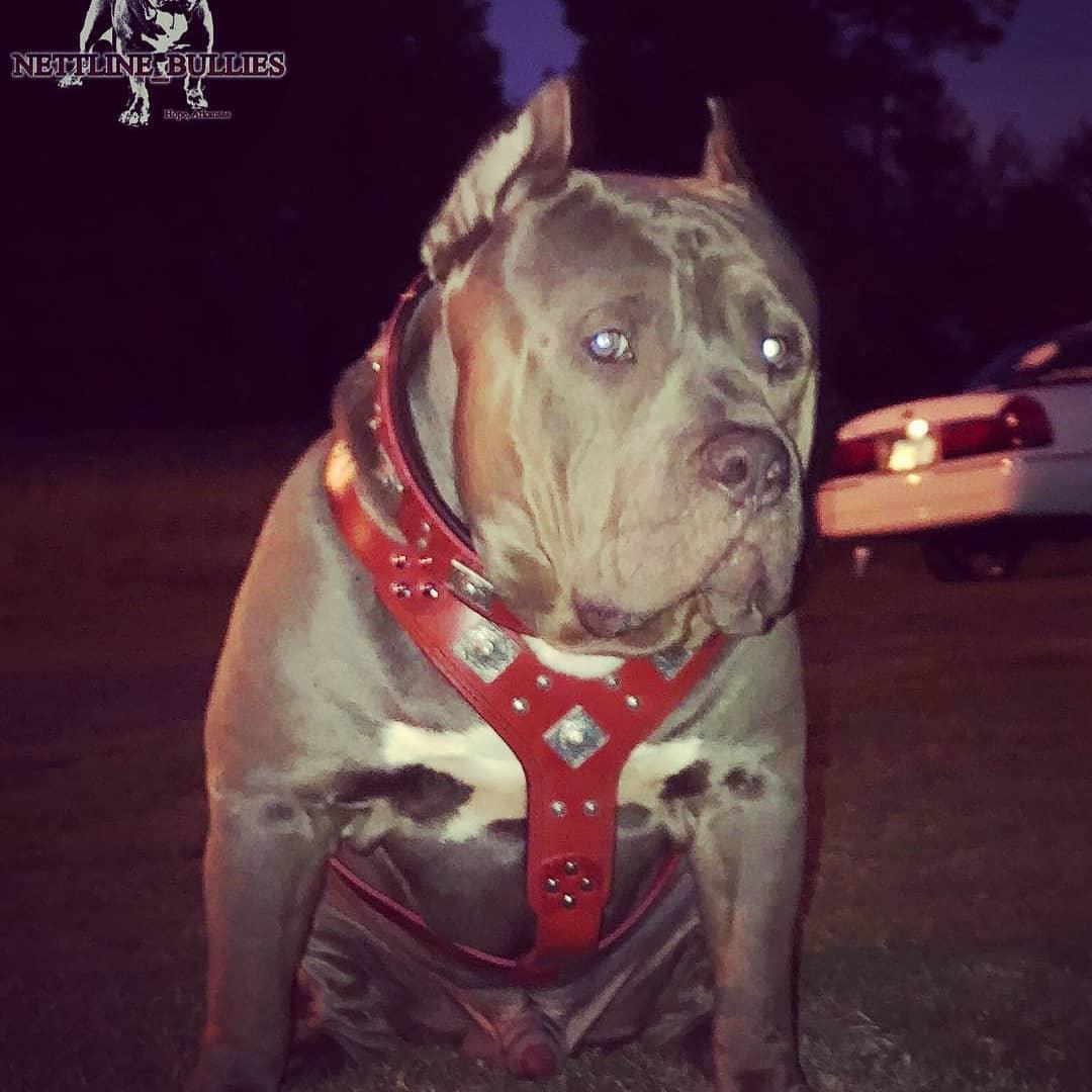 The "Eros" harness RED - Tampa Home & Garden Store