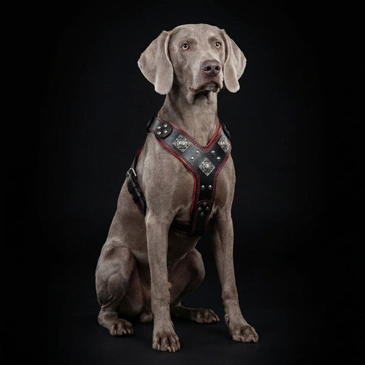 The "Eros" harness black & red - Tampa Home & Garden Store