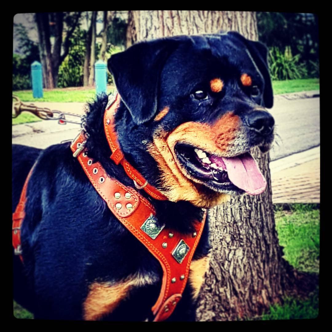 The "Eros" harness brown - Tampa Home & Garden Store