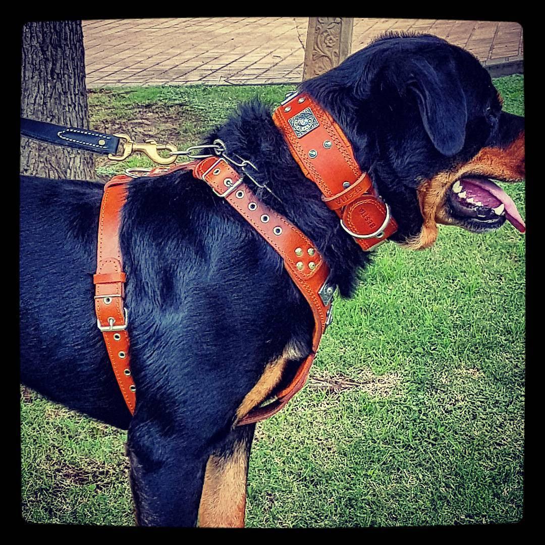 The "Eros" harness brown - Tampa Home & Garden Store