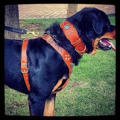The "Eros" harness brown - Tampa Home & Garden Store
