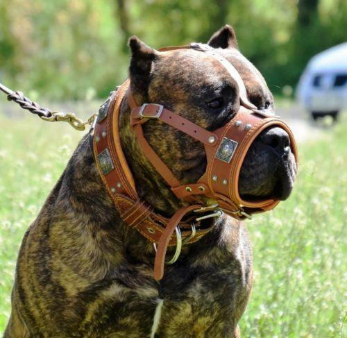 The "Eros" muzzle brown - Tampa Home & Garden Store