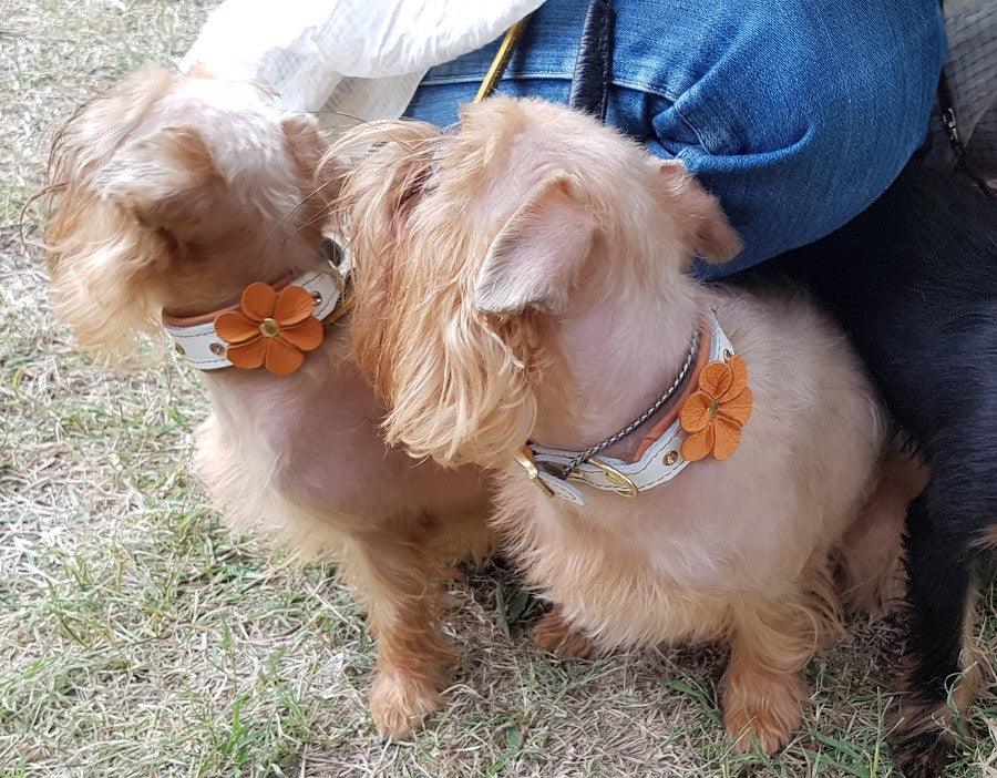 The "Flower" handmade puppy collar - Tampa Home & Garden Store