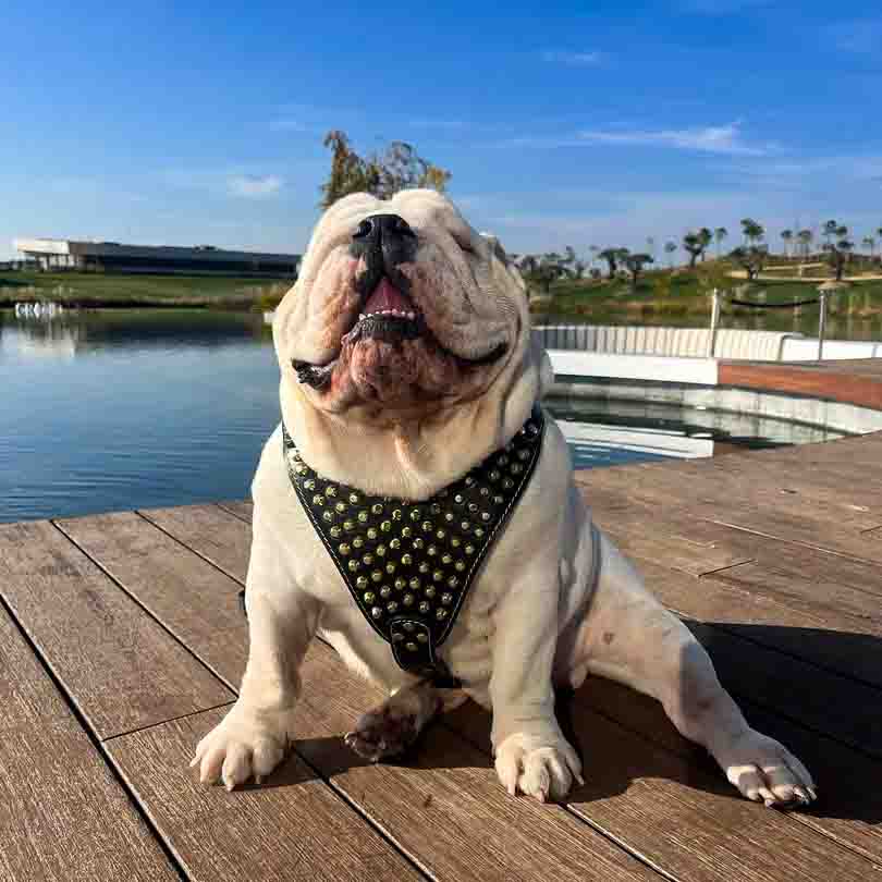 The "Gladiator" harness Gold/Silver - Tampa Home & Garden Store