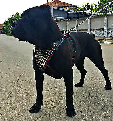 The "Gladiator" harness - Tampa Home & Garden Store