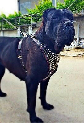 The "Gladiator" harness - Tampa Home & Garden Store