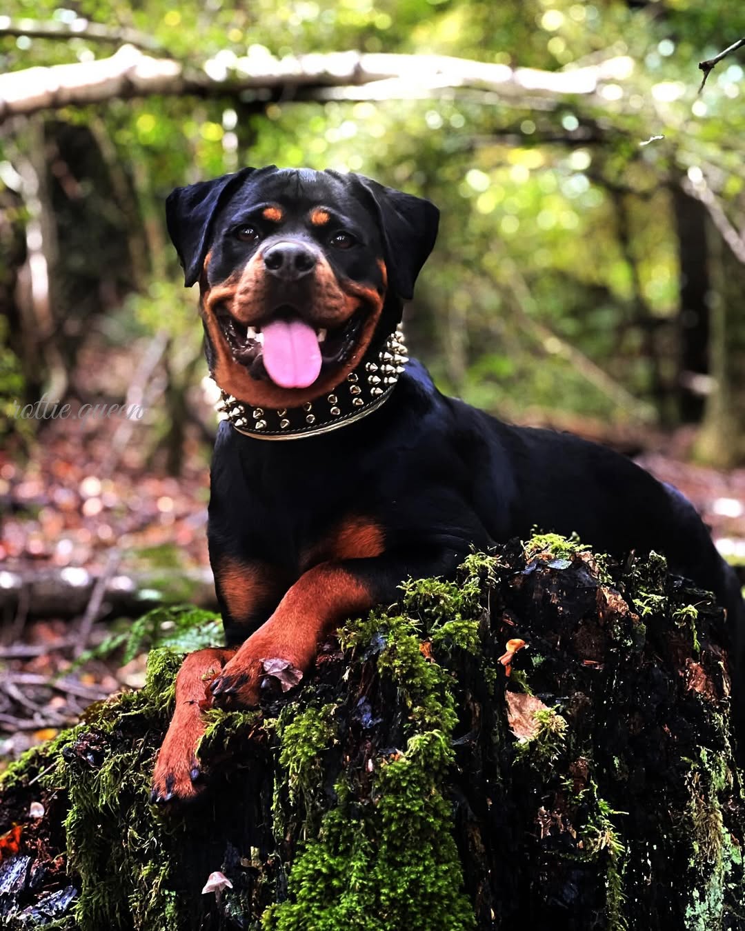 The "Gold Giant" collar - Tampa Home & Garden Store