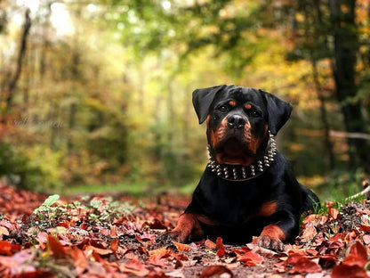 The "Gold Giant" collar - Tampa Home & Garden Store