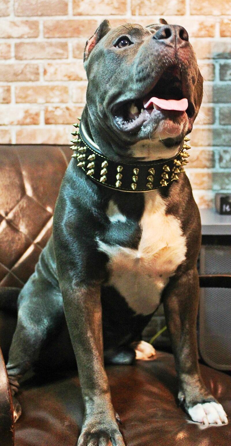 The "Gold Giant" collar - Tampa Home & Garden Store