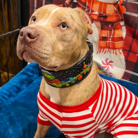 The Grinch Limited Collar - Tampa Home & Garden Store
