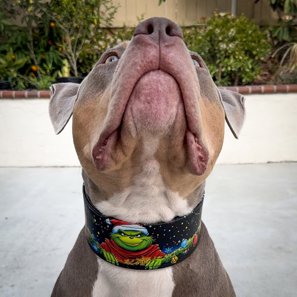 The Grinch Limited Collar - Tampa Home & Garden Store