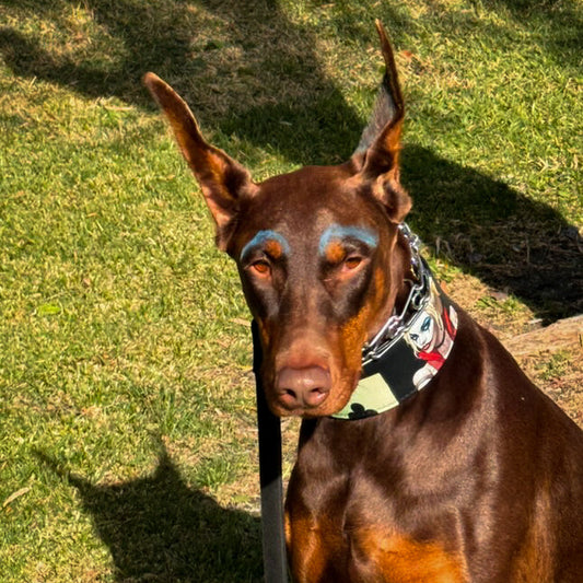 The Harley Limited Collar - Tampa Home & Garden Store