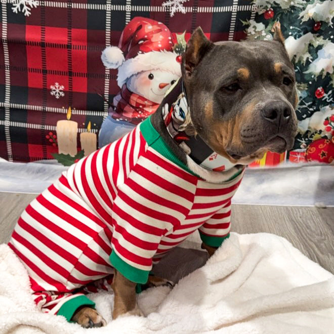 The Harley Limited Collar - Tampa Home & Garden Store