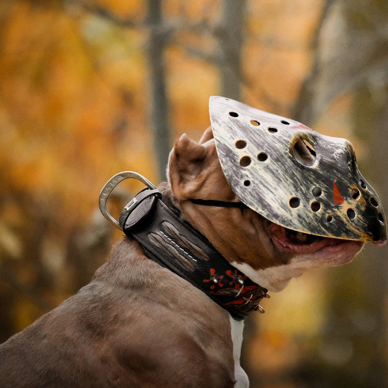 The "Haunted'' collar LIMITED - Tampa Home & Garden Store