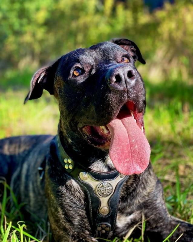The "Hektor" harness - Tampa Home & Garden Store