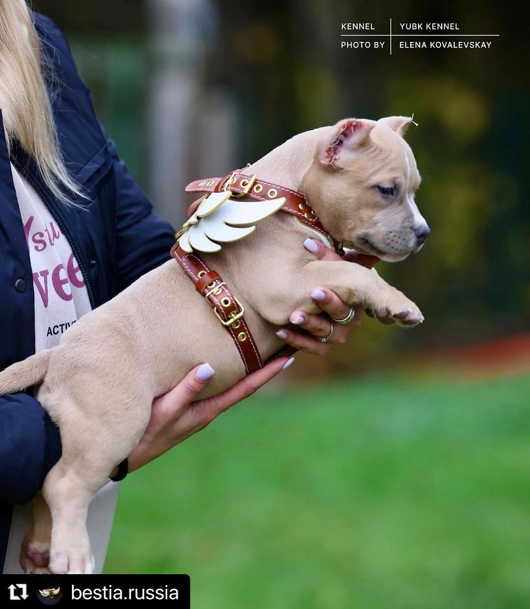 The "Hermes" leather harness - Small to Medium Size - Tampa Home & Garden Store