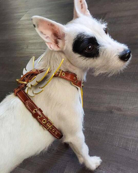 The "Hermes" leather harness - Small to Medium Size - Tampa Home & Garden Store