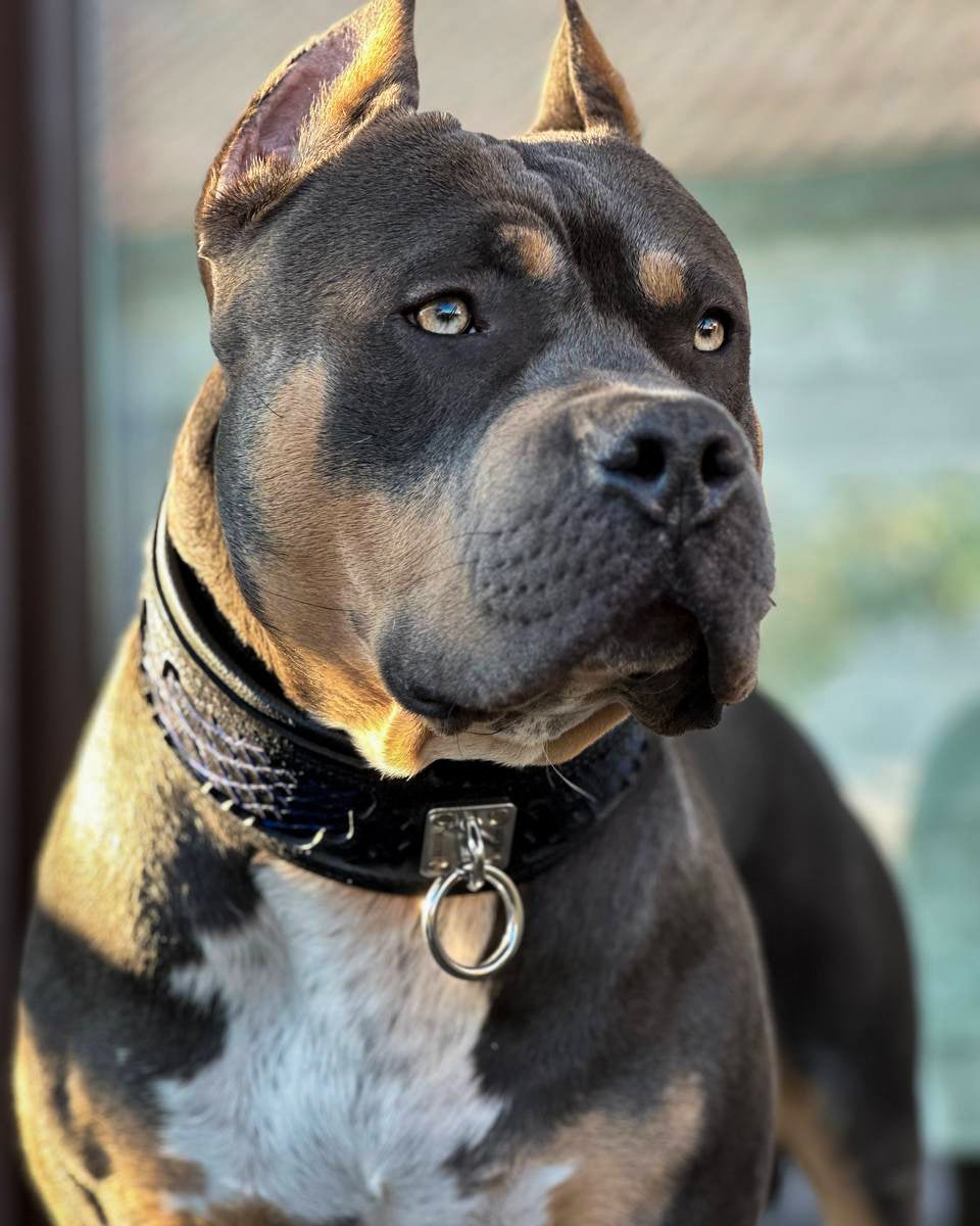 The ''Indigo'' collar - Tampa Home & Garden Store