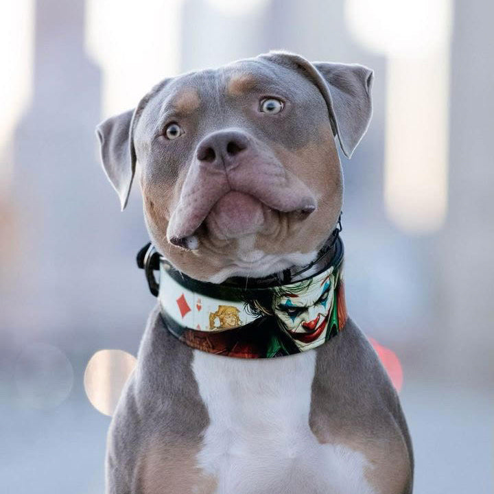 The Joker Limited Collar - Tampa Home & Garden Store