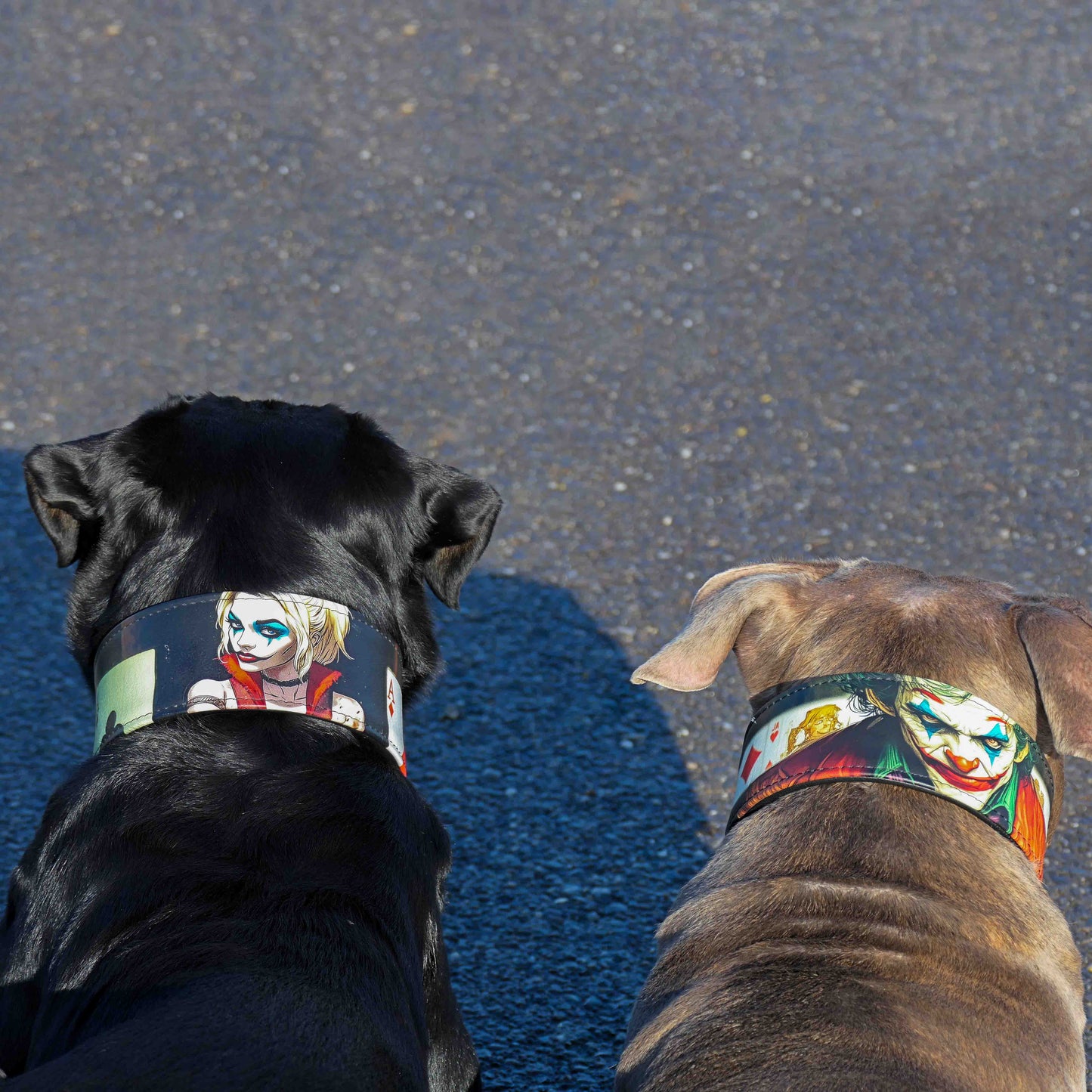 The Joker Limited Collar - Tampa Home & Garden Store