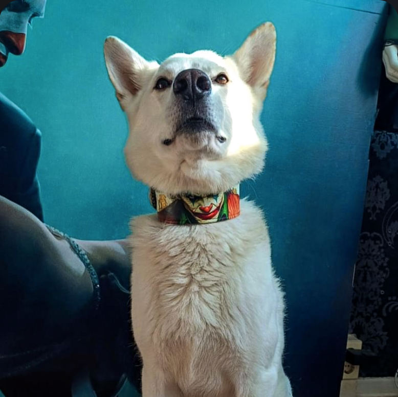 The Joker Limited Collar - Tampa Home & Garden Store