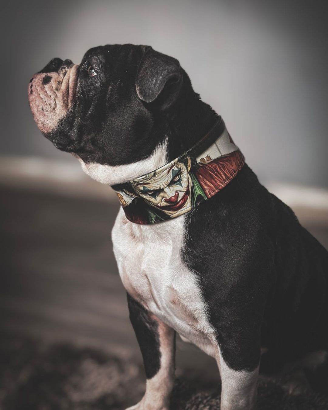 The Joker Limited Collar - Tampa Home & Garden Store