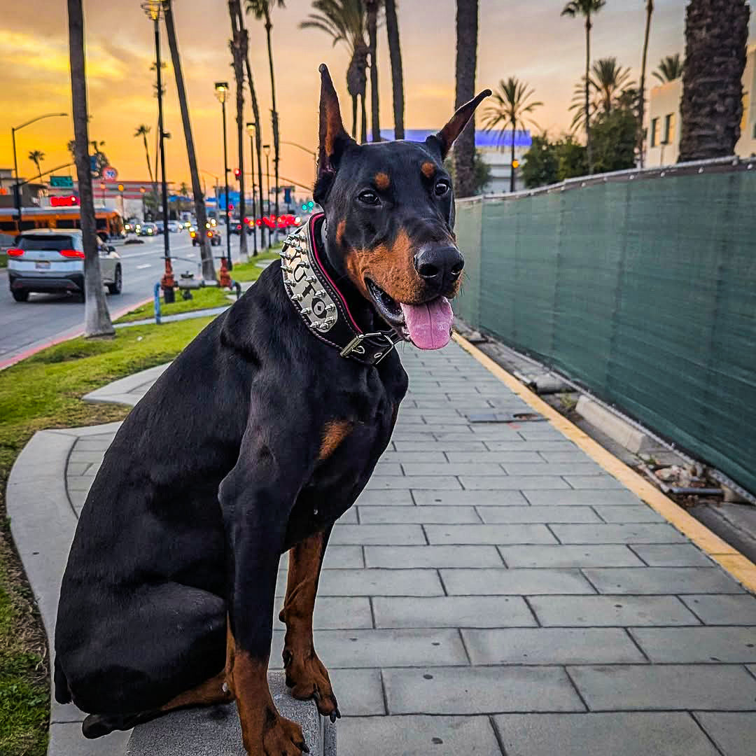 The "Kennel" collar- personalized! - Tampa Home & Garden Store