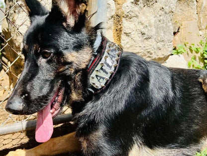 The "Kennel" collar- personalized! - Tampa Home & Garden Store