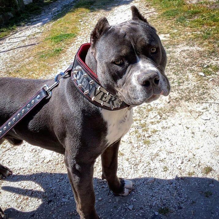 The "Kennel" collar- personalized! - Tampa Home & Garden Store