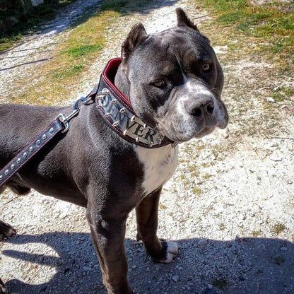 The "Kennel" collar- personalized! - Tampa Home & Garden Store