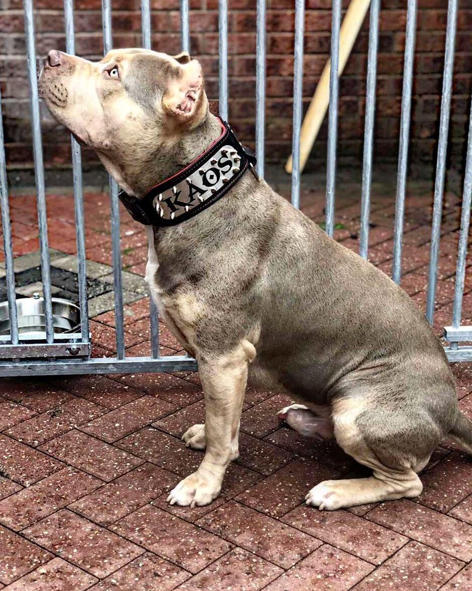 The "Kennel" collar- personalized! - Tampa Home & Garden Store